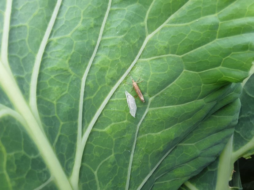 An adult diamondback moth has just finished pupating and has not yet dispersed. Remember, insecticide applications should target the larval form rather than the moths. Justin Ballew, ©2021, Clemson Extension