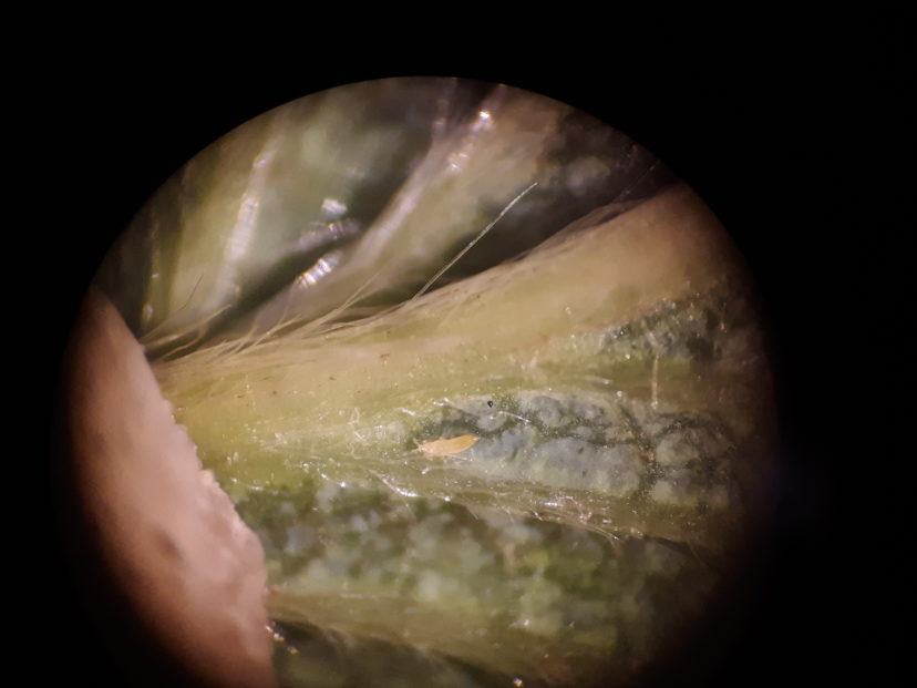 Although small and difficult to see, thrips (larva pictured above) can be a limiting factor for yield in muscadines. Thrips feed upon the blooms of the crop, damaging the flowers and early developing fruits. Checking for their presence during bloom is critical for their control. Placing a sheet of white paper underneath the clusters of blooms and forcefully bumping the wire or cordon with your fist should dislodge the insect, allowing it to drop onto the paper for detection. The size of the insect is small – about 0.5 – 1.0 mm in length. Justin Ballew, ©2021, Clemson Extension