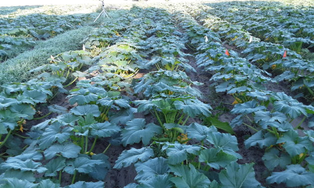 SC Fruit and Vegetable Field Report June 1, 2021