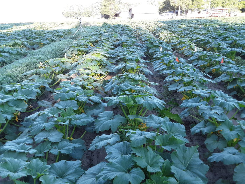 Squash has grown rapidly in the last week in the Midlands. Justin Ballew, ©2021, Clemson Extension