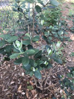Pineapple Guava, Acca sellowiana, showing new growth. Christopher Burtt, ©2021, Clemson Extension