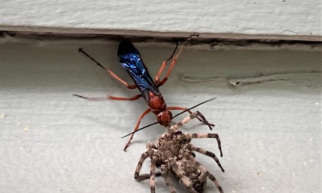 Rusty Spider Wasp