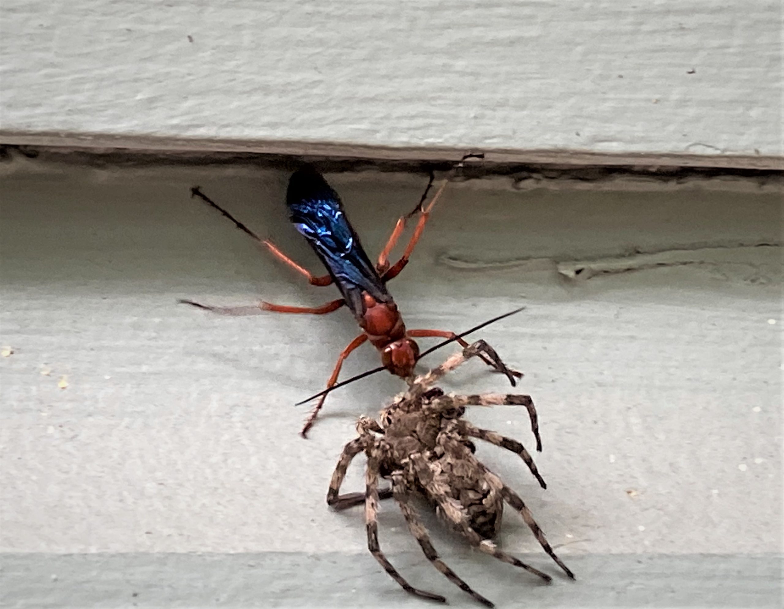 are spider wasps dangerous to dogs