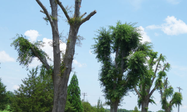 A routine check-up of trees saves lives and property