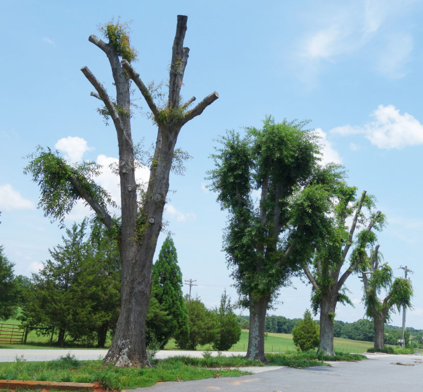 Improperly pruned or topped trees where large branches have been removed results in a weak canopy that can fail during storm events. The large, open-faced cuts are susceptible to invasions by disease-causing fungi. R. F. Polomski, ©2021 HGIC, Clemson Extension.
