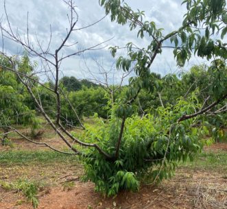 A young peach tree suffering from bacterial canker. Andy Rollins, ©2021, Clemson Extension