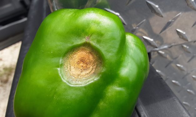 SC Fruit and Vegetable Field Report June 21, 2021