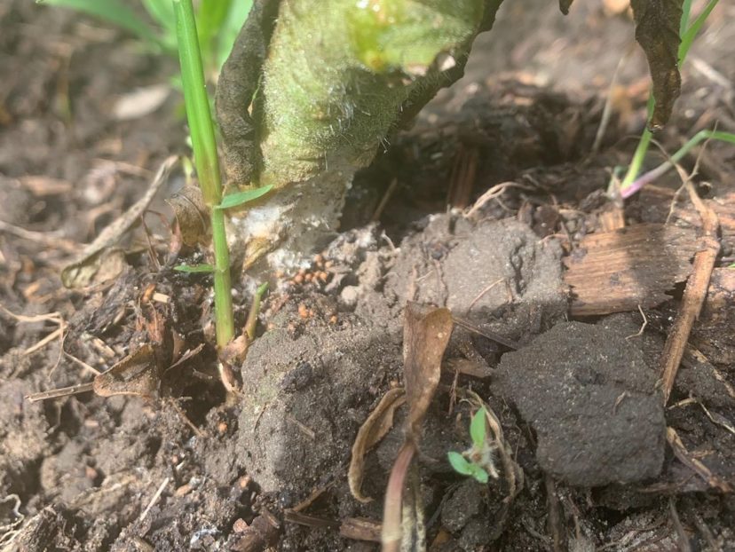 Classic signs of Southern Blight on tomato. Knowing the difference between Southern Blight and Bacterial Wilt is critical to management. Zack Snipe, ©2021, Clemson Extension