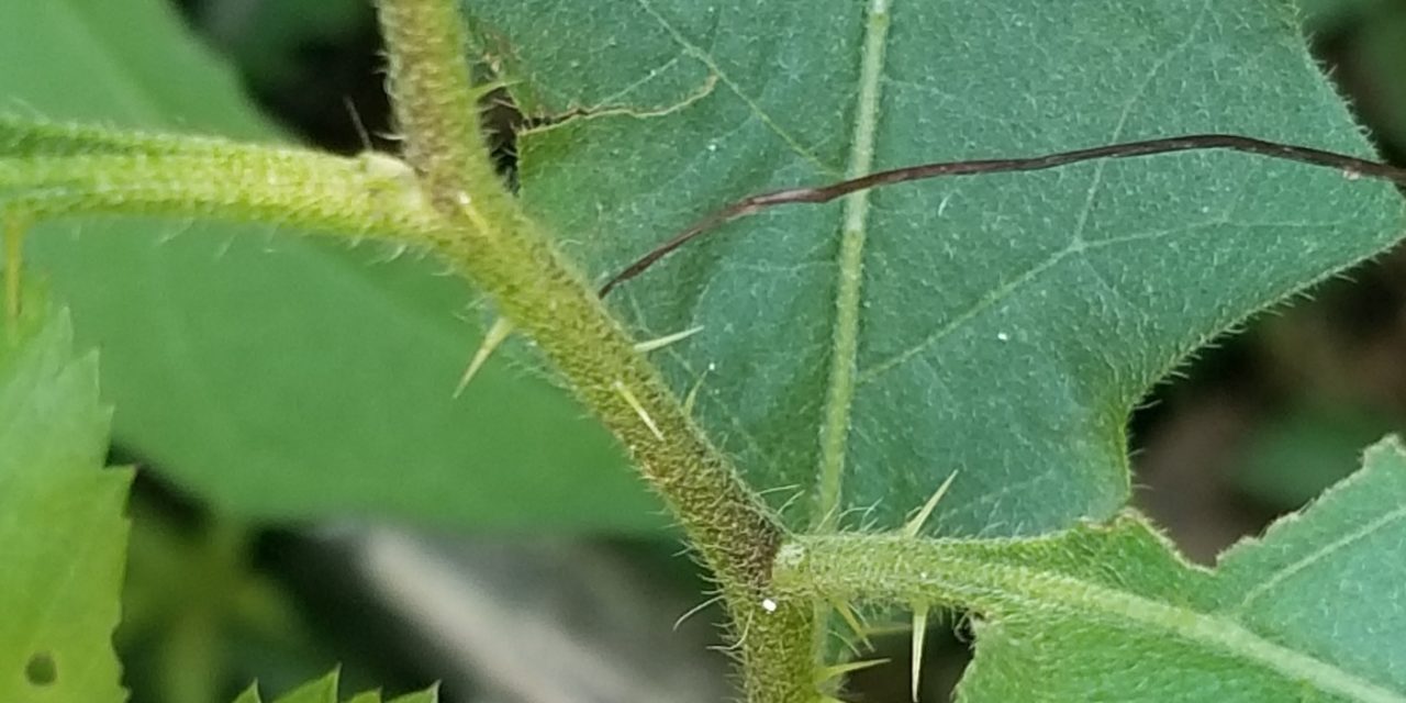 Close up of Horsenettle (Solanum carolinense) showing thorns along the stems, coarsely lobed leaves with spines along prominent veins. Jackie Jordan, ©2021, Clemson Extension