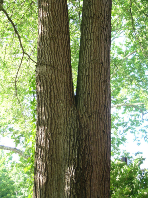 Codominant branches of nearly equal diameter may fail as a result of being poorly attached to the trunk. The presence of included bark, a crack or crevice that separates the two trunks, is another indicator of weakly attached limbs. R. F. Polomski, ©2021 HGIC, Clemson Extension.