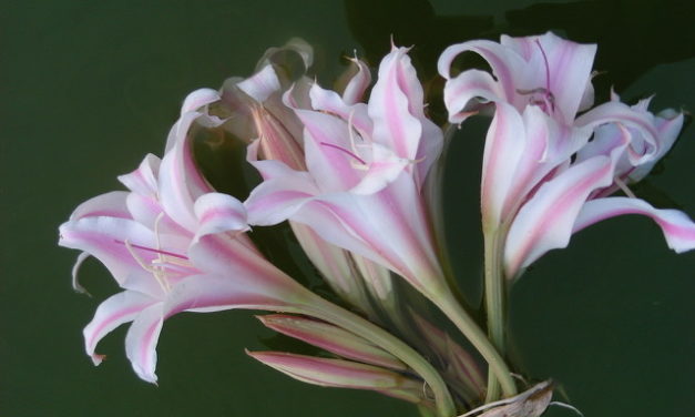 Dirt Roads, Crinums, and Plant Friends, Oh My!