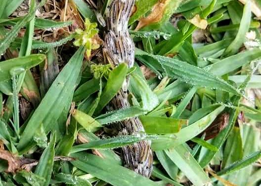 What is it? Wednesday