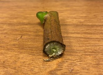 Discolored vascular tissue in pepper stem from phytophthora. Andy Rollins, ©2021, Clemson Extension