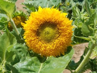Dwarf variety sunflowers, like this Helianthus annuus “Sungold”, are available. LayLa Burgess, ©2019 HGIC, Clemson Extension