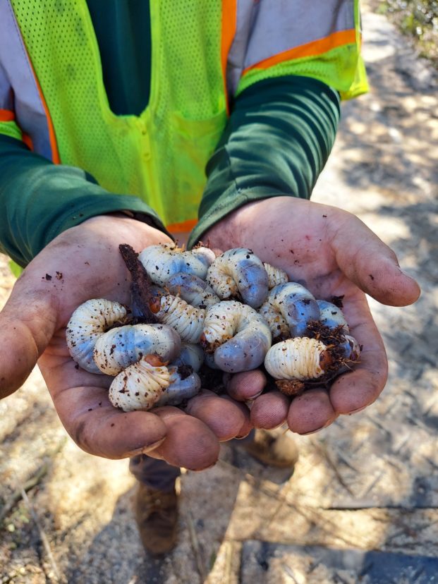 Eastern Hercules beetle larvae are large grubs. These were found in the rotting middle of a maple tree that was cut down in Charleston County. Meredith Bean, ©2021, Clemson University