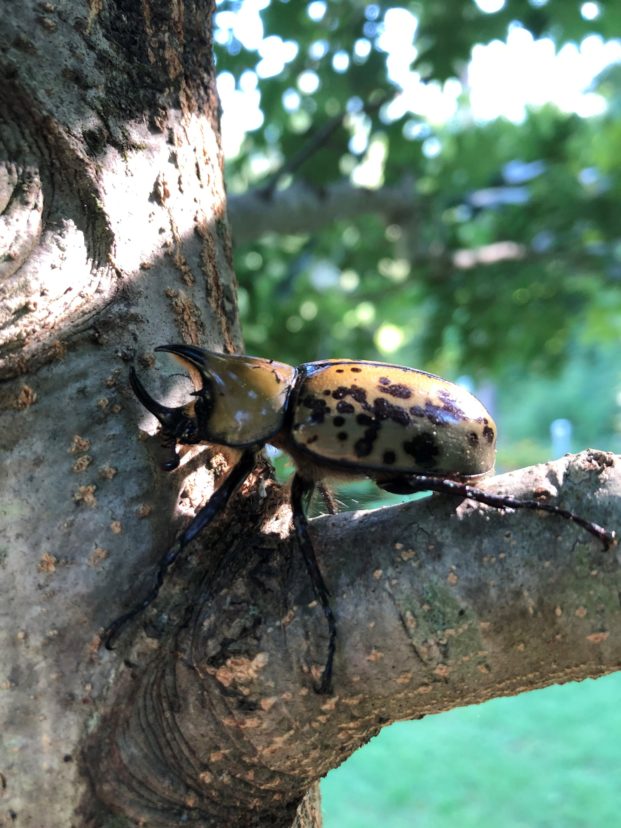 Eastern Hercules beetle on a branch. Notice the horns on the head, indicating that it’s a male. David Coyle, ©2021, Clemson University.