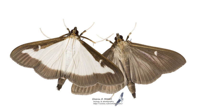 Figure 1. Box tree moth adults come in light (left) and dark (right) color phases. Photo by Cosmin Manci (http://lepidoptera.nature4stock.com/?page_id=1236).