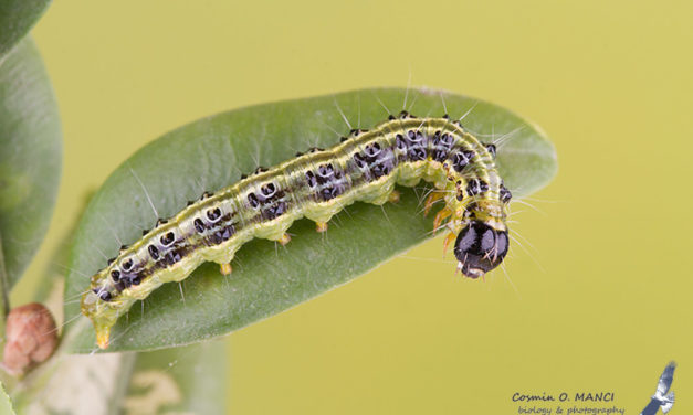 Be On the Lookout for the Box Tree Moth