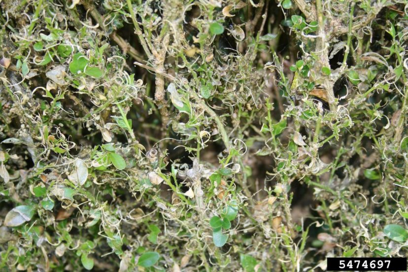 Figure 3. Feeding damage by young box tree moth caterpillars causes leaves to turn brown, while feeding by older larvae results leaves only brown curled leaf midveins. Photo by Ferenc Lakatos, University of Sopron, Bugwood.org.