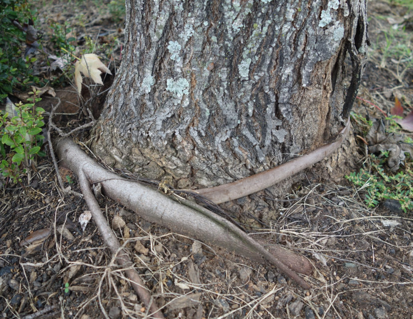 A stem girdling root (left) and drip irrigation tube (right) constrict the trunk and affect the health and stability of this tree.