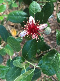If planted in full sun, these produce an abundance of flowers in spring that have white petals and dark red stamens in the center. Christopher Burtt, ©2021, Clemson Extension