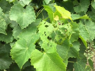 Japanese beetle activity in muscadines looks worse than it actually is. Japanese beetles are foliage feeders, and muscadines have more than enough foliage to spare. Japanese beetles typically are only a concern on newly planted vines. Bruce McLean, ©2021, Clemson Extension