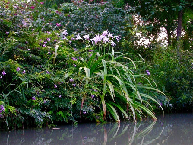 Mo’Pon’ is named after the pond where Jenks first planted a large display of this variety. Photo credit Jenks Farmer