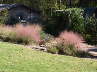 Muhly grass (Muhlenbergia capillaris), which grows throughout the South Carolina Botanical Garden, attracts many beneficial insects, including ladybirds. Barbara Smith, ©2021, Clemson Extension