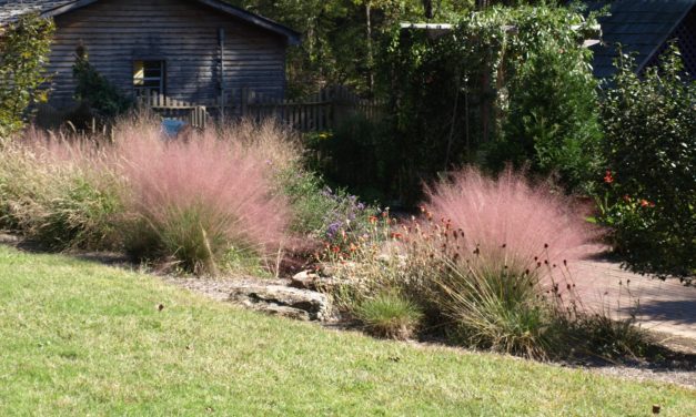 Native Grasses
