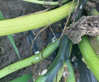Multiple life stages of the squash bug seen on this plant. Zack Snipes, ©2021, Clemson Extension