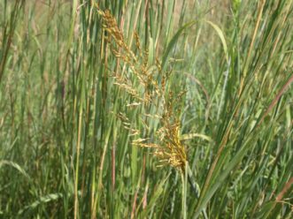 Our state native grass, Indian grass (Sorghastrum nutans) has benefits for many bees, butterflies, and other pollinators since it provides habitat for over-wintering eggs, larvae, pupae, and adults. Barbara Smith, ©2021, Clemson Extension
