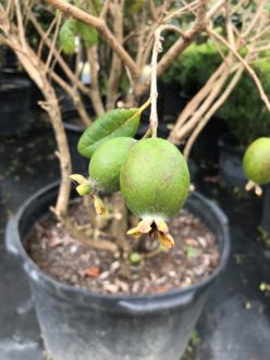 Pineapple Guava, Acca sellowiana, producing unique fruits which ripen in the late summer. Christopher Burtt, ©2021, Clemson Extension