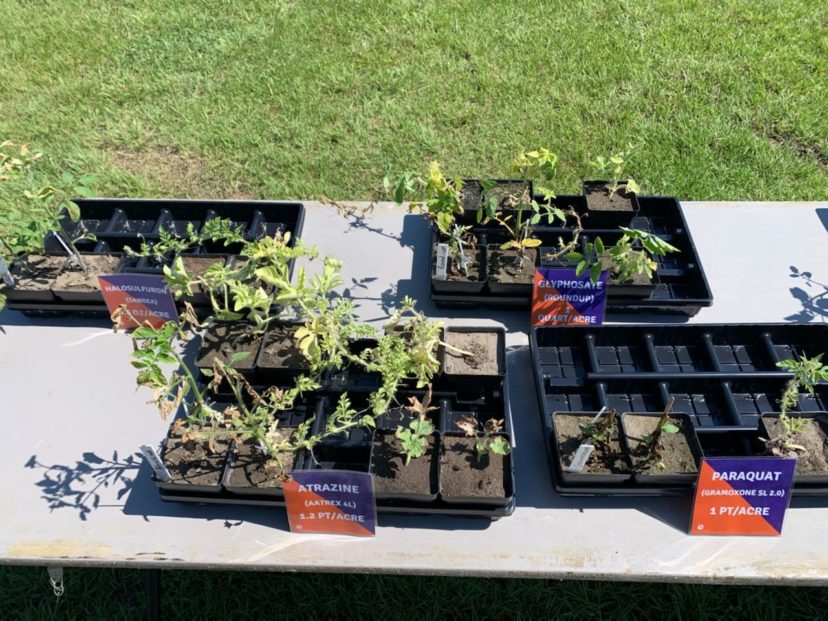 Plant specimens are showing herbicide carryover damage at the CREC Field Day. Zack Snipes, ©2021, Clemson Extension