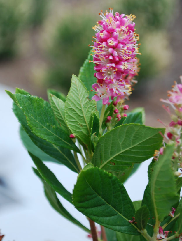 Ruby Spice produces rose-pink flowers on a 3 to 4 ft. tall shrub. Bob Polomski, ©2021, Clemson Extension