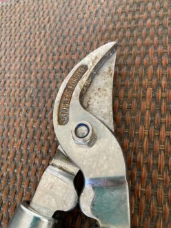 Sap residue on pruning tools becomes harder to remove once dry. Stephanie Turner, ©2021, Clemson Extension