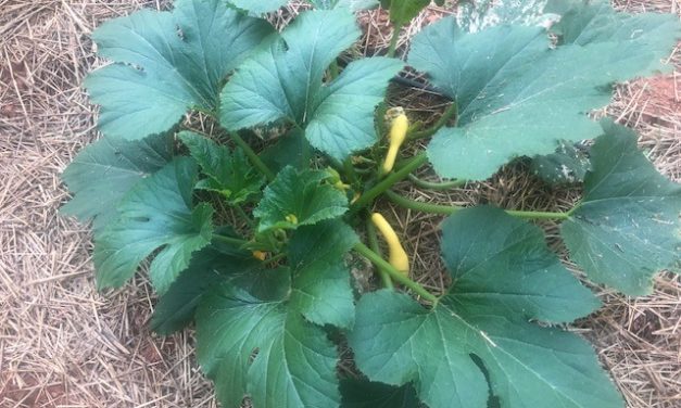 SC Fruit and Vegetable Field Report June 7, 2021