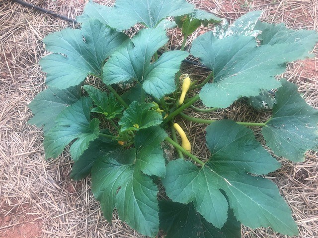 Squash are beginning to set fruit in the Upstate. Kerrie Roach, ©2021, Clemson Extension