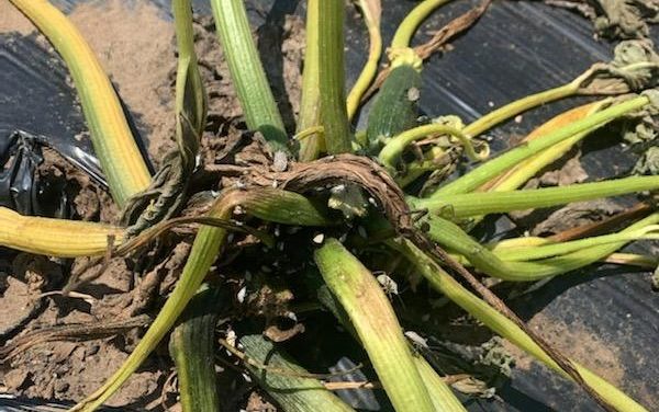 SC Fruit and Vegetable Field Report – June 14, 2021