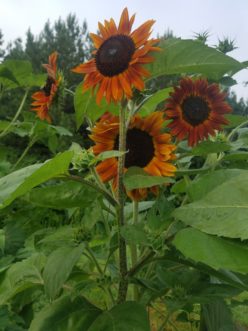 Sunflower cultivars vary in the amount of branching, size of flowers, as well as flower color. LayLa Burgess, ©2019 HGIC, Clemson Extension