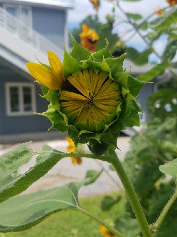 Sunflowers are a wonderful addition to any location with good soil and an abundance of sunlight. Plant an entire field of sunflowers for everyone to enjoy, or just a single plant tucked away in an unsuspecting place. LayLa Burgess, ©2019 HGIC, Clemson Extension
