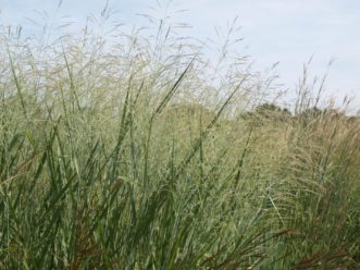 Switchgrass (Panicum virgatum) has many small seeds and tall cover, which makes it excellent as a forage and habitat for game and songbirds, and other animals. Barbara Smith, ©2021, Clemson Extension
