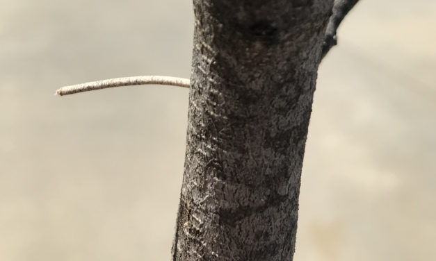 Keep Trees Healthy To Stave Off Ambrosia Beetles