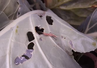 Two adult diamondback moths making more diamondback moths. Justin Ballew, ©2021, Clemson Extension