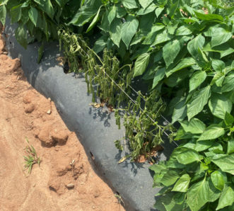 Wilted pepper plants due to phytophthora. Andy Rollins, ©2021, Clemson Extension