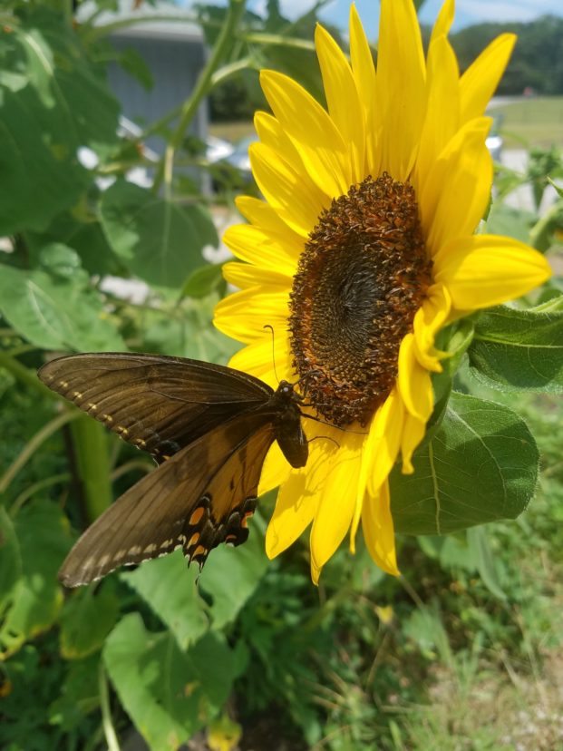 Sunflowers provide nectar and pollen resources for beneficial insects, along with an abundance of seed for wildlife. LayLa Burgess, ©2019 HGIC, Clemson Extension