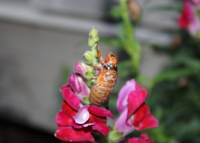 Periodical cicada nymphs from Brood XIX emerge from underground every 13 years.