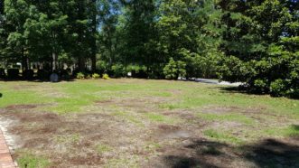 A centipede lawn initial site in late summer 2017. Jackie Jordan, ©2021, Clemson Extension