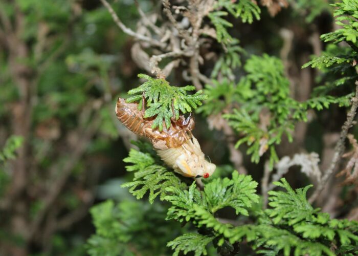 After nymphs find a suitable spot, eclosion begins. Eclosion is when the adult emerges from the last immature exoskeleton.