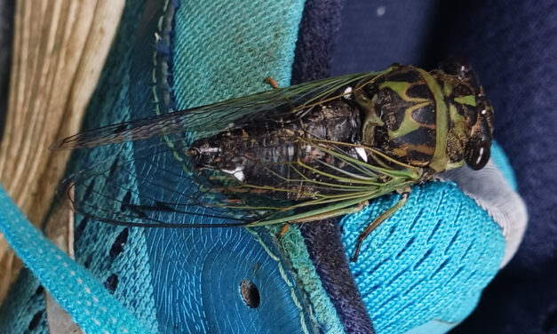 How to Identify, Understand, and Manage Cicadas