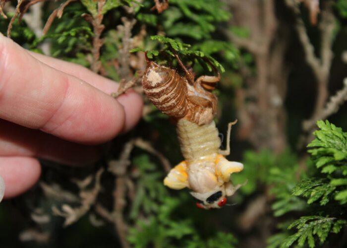 As the adults emerge from the exoskeleton, they typically arch back. Note the small size of the wings.